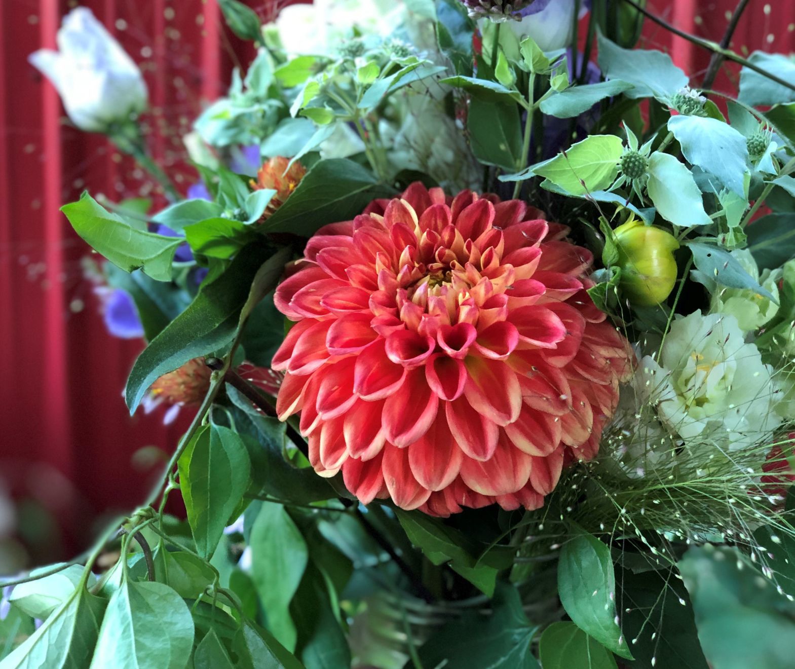 Dahlias + mountain mint
